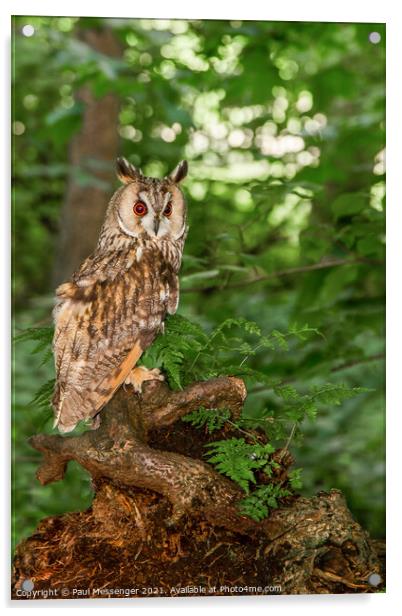  Long Eared Owl on a tree branch Acrylic by Paul Messenger