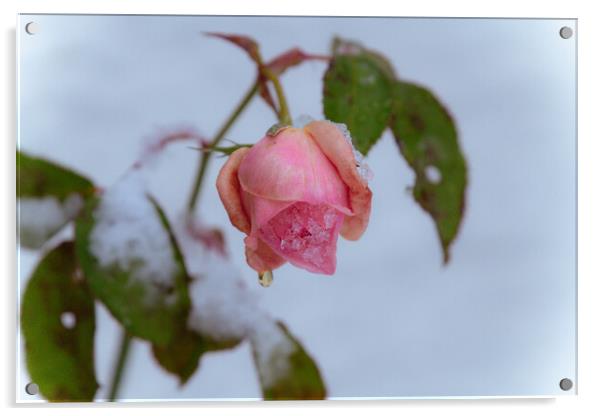 Frozen Rose Acrylic by Duncan Loraine