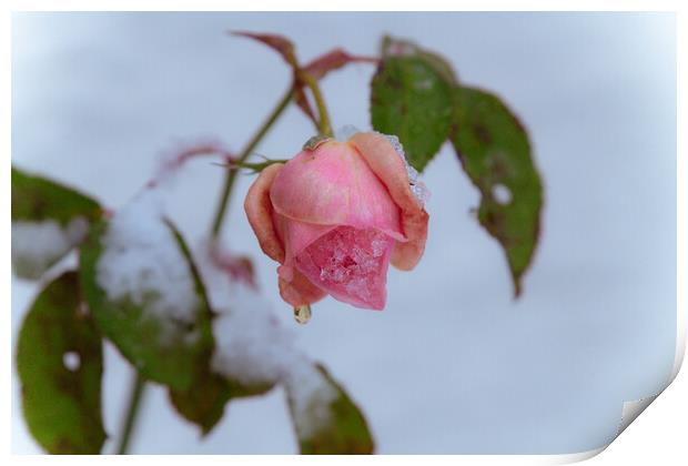 Frozen Rose Print by Duncan Loraine