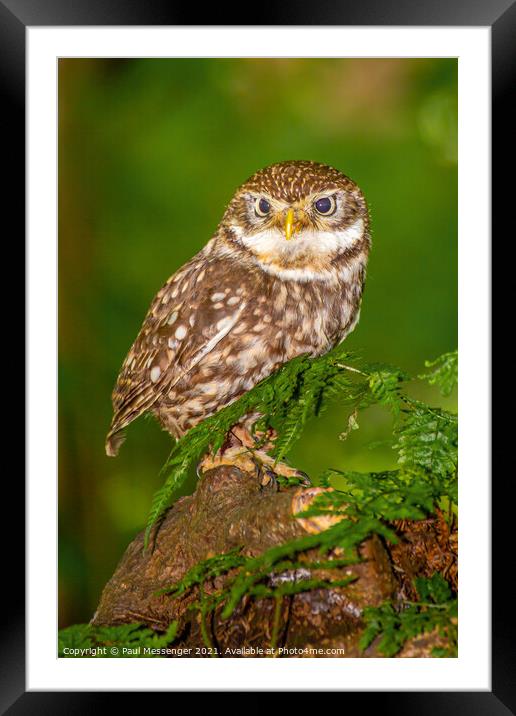 A Little Owl Framed Mounted Print by Paul Messenger
