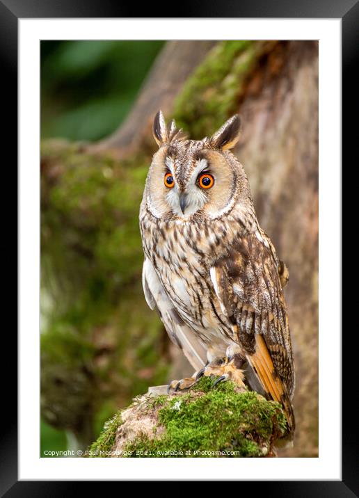 A close up of a Long Eared Owl Framed Mounted Print by Paul Messenger