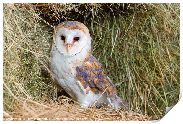 Barn Owl Print by Paul Messenger