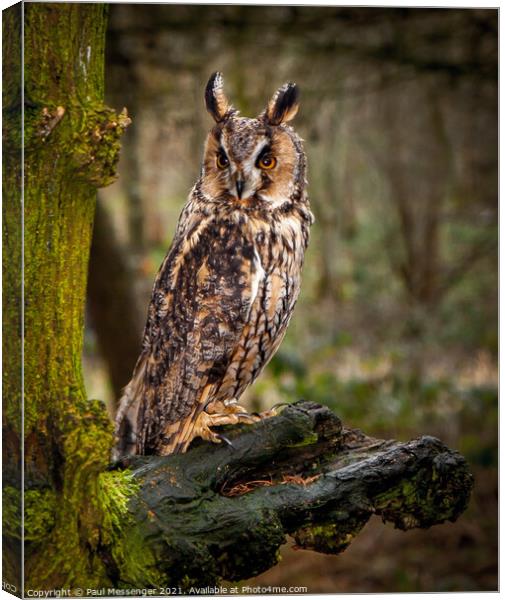 A long Eared Owl Canvas Print by Paul Messenger