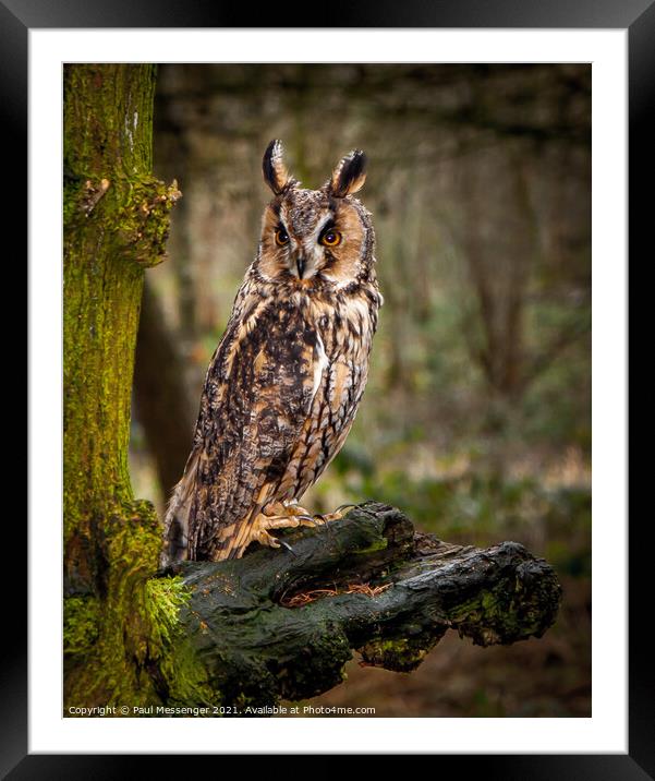 A long Eared Owl Framed Mounted Print by Paul Messenger