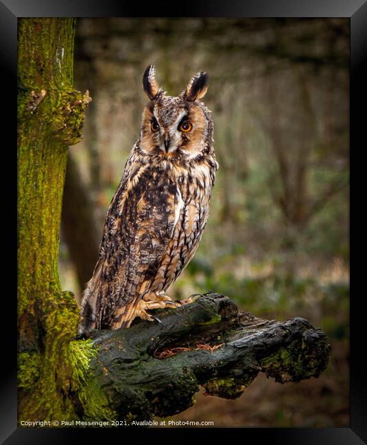 A long Eared Owl Framed Print by Paul Messenger