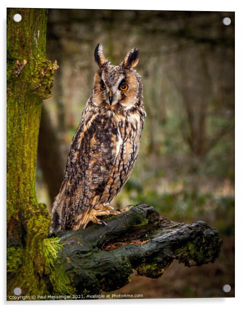 A long Eared Owl Acrylic by Paul Messenger
