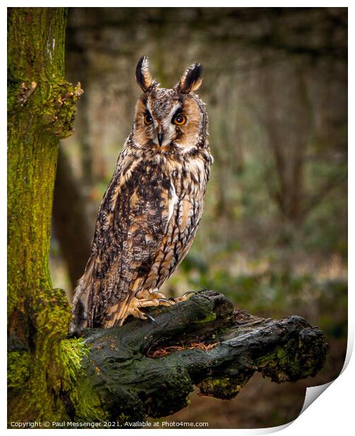 A long Eared Owl Print by Paul Messenger