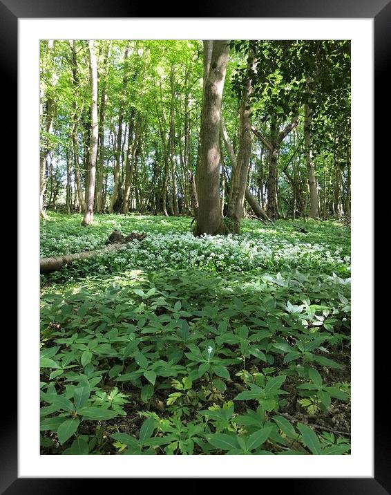Wild Garlic at Marline Valley Woods  Framed Mounted Print by Penelope Hellyer