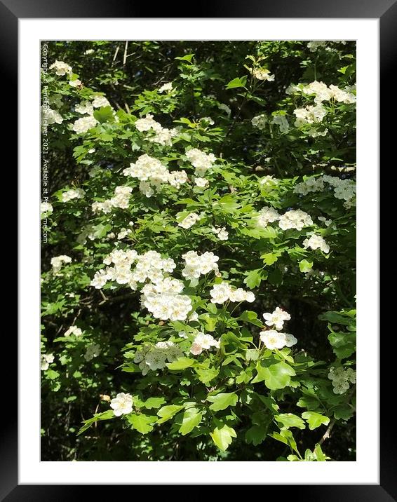 Wild Rose at Marline Valley Woods  Framed Mounted Print by Penelope Hellyer