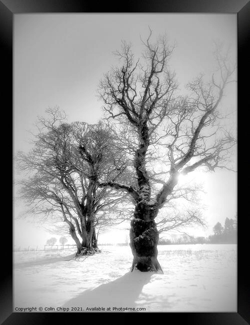 Winter trees Framed Print by Colin Chipp