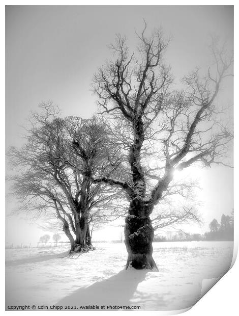 Winter trees Print by Colin Chipp