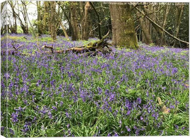 Bluebells at Marline Valley Woods Canvas Print by Penelope Hellyer