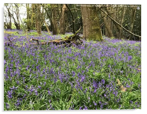 Bluebells at Marline Valley Woods Acrylic by Penelope Hellyer