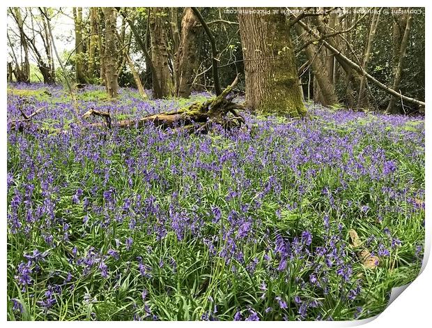 Bluebells at Marline Valley Woods Print by Penelope Hellyer