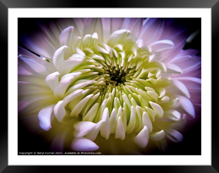 Bold and Beautiful Blooms Framed Mounted Print by Beryl Curran