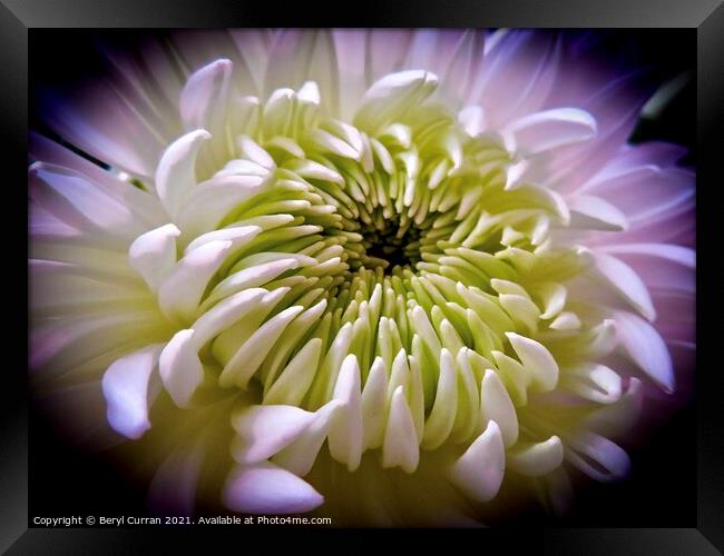 Bold and Beautiful Blooms Framed Print by Beryl Curran
