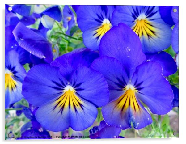 Blue Pansies Acrylic by Stephanie Moore