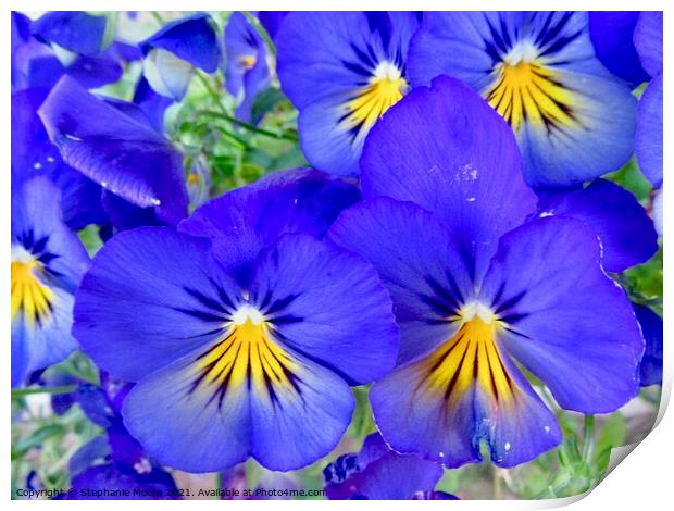 Blue Pansies Print by Stephanie Moore