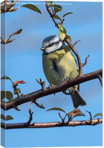 female blue tit Canvas Print by Kevin White