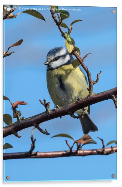female blue tit Acrylic by Kevin White