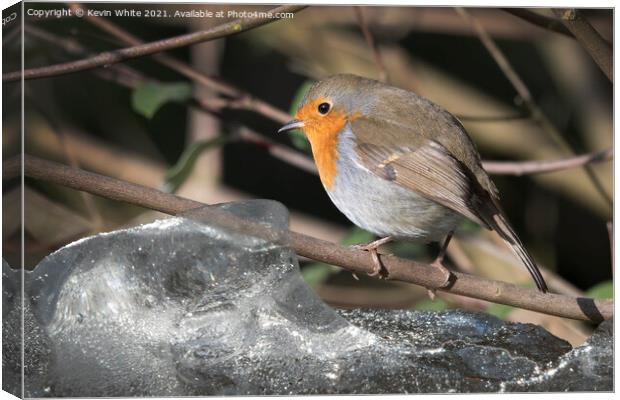 hardy robin Canvas Print by Kevin White
