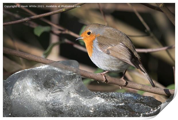 hardy robin Print by Kevin White