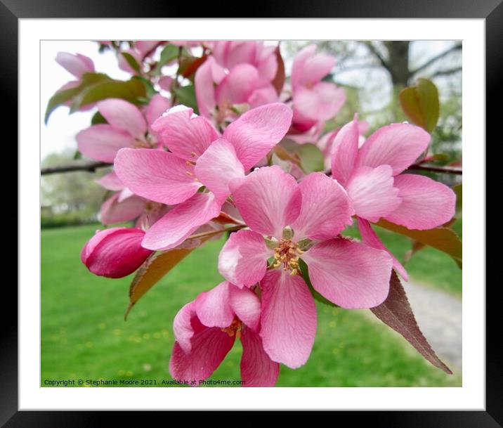 Pink Apple Blossoms Framed Mounted Print by Stephanie Moore