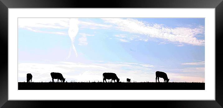 Cows in silhouette Framed Mounted Print by Pauline Tweedy