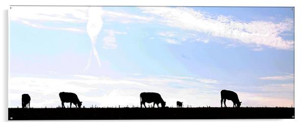 Cows in silhouette Acrylic by Pauline Tweedy