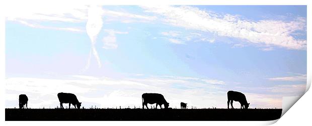 Cows in silhouette Print by Pauline Tweedy