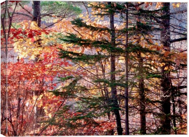 Fall Trees Canvas Print by Stephanie Moore
