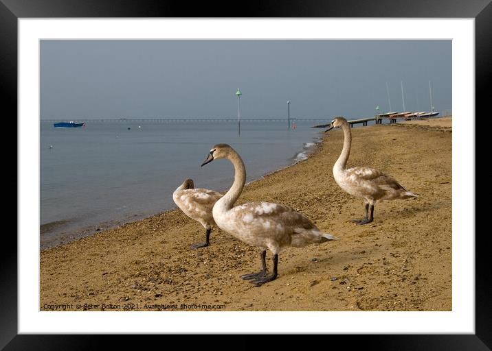 Mute Swan cygnets on the beach at Southend on Sea, Essex, UK. Framed Mounted Print by Peter Bolton