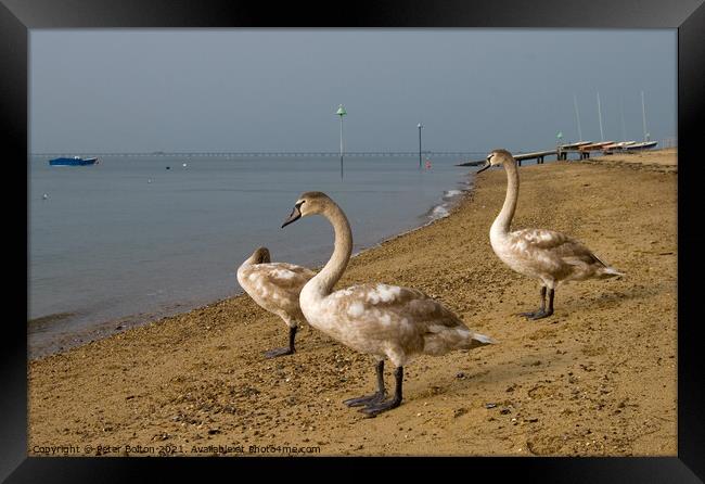 Mute Swan cygnets on the beach at Southend on Sea, Essex, UK. Framed Print by Peter Bolton