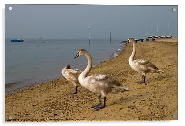 Mute Swan cygnets on the beach at Southend on Sea, Essex, UK. Acrylic by Peter Bolton