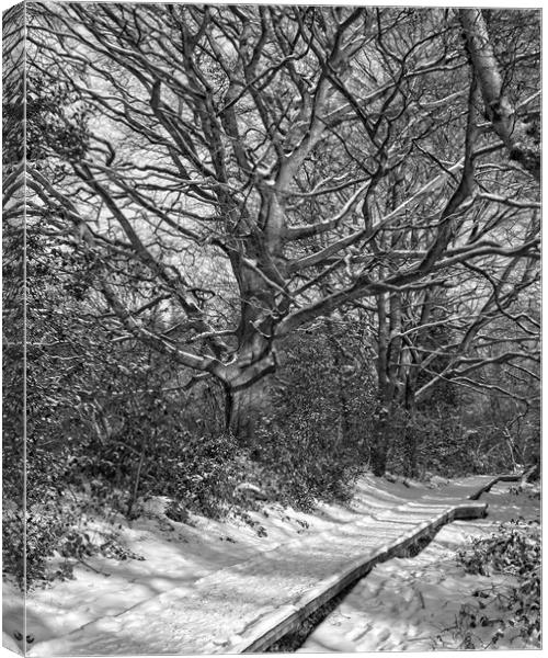 Winter Woodland, Thornley Woods Canvas Print by Rob Cole