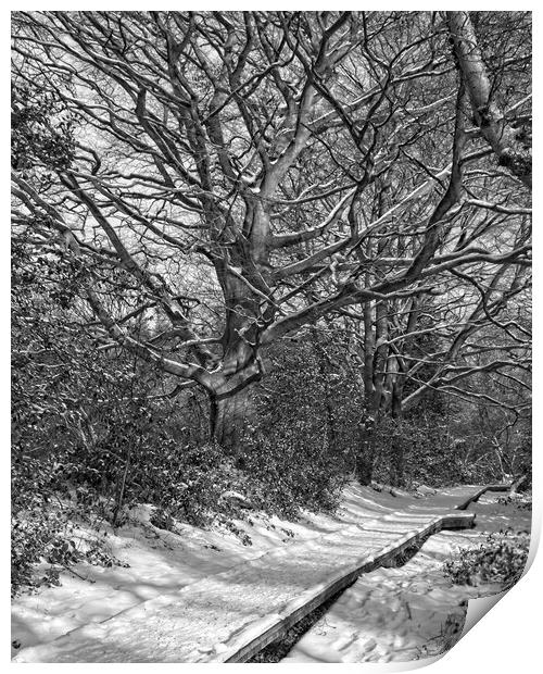 Winter Woodland, Thornley Woods Print by Rob Cole