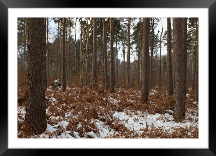Majestic Winter Woods Framed Mounted Print by Rob Cole