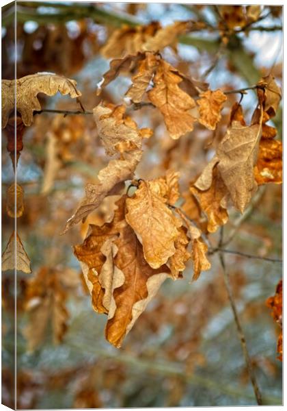 Golden Brown Birch Tree Leaves Canvas Print by Rob Cole