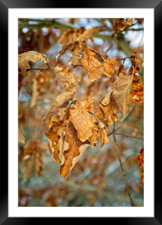 Golden Brown Birch Tree Leaves Framed Mounted Print by Rob Cole