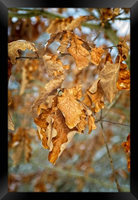 Golden Brown Birch Tree Leaves Framed Print by Rob Cole