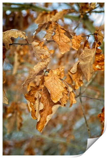 Golden Brown Birch Tree Leaves Print by Rob Cole