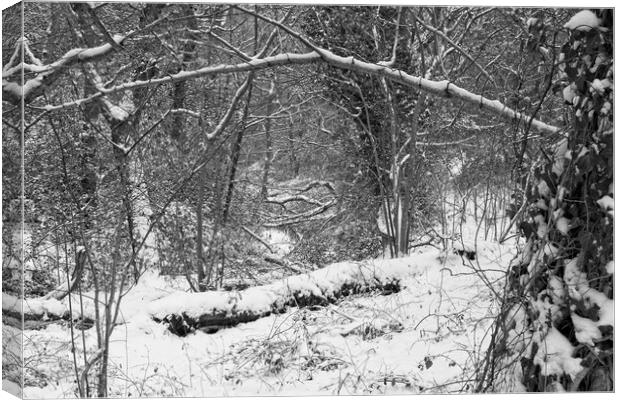 Winter Woodland, Thornley Woods Canvas Print by Rob Cole