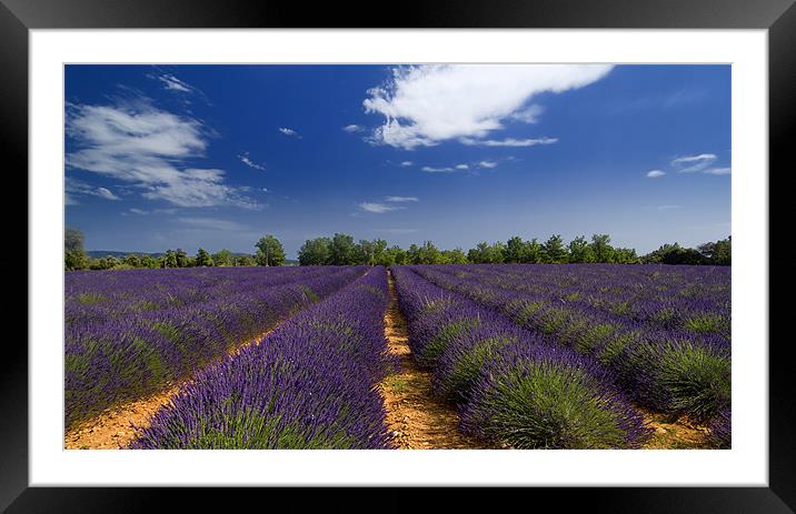 Lavander and sky Framed Mounted Print by Andy Wager