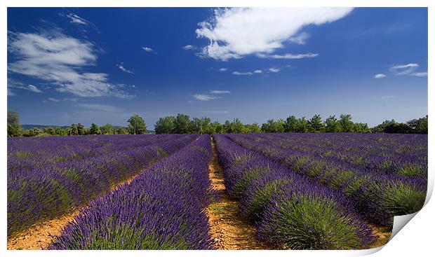 Lavander and sky Print by Andy Wager