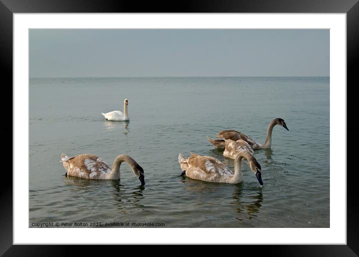 Mute Swan parent and cygnets in the sea at Southend on Sea, Essex, UK. Framed Mounted Print by Peter Bolton