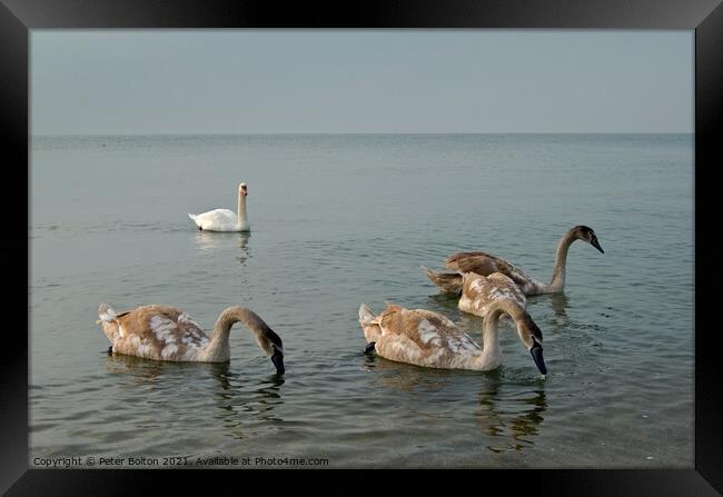 Mute Swan parent and cygnets in the sea at Southend on Sea, Essex, UK. Framed Print by Peter Bolton