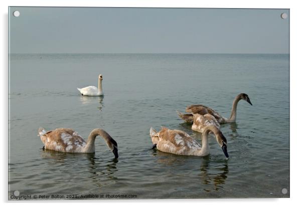 Mute Swan parent and cygnets in the sea at Southend on Sea, Essex, UK. Acrylic by Peter Bolton