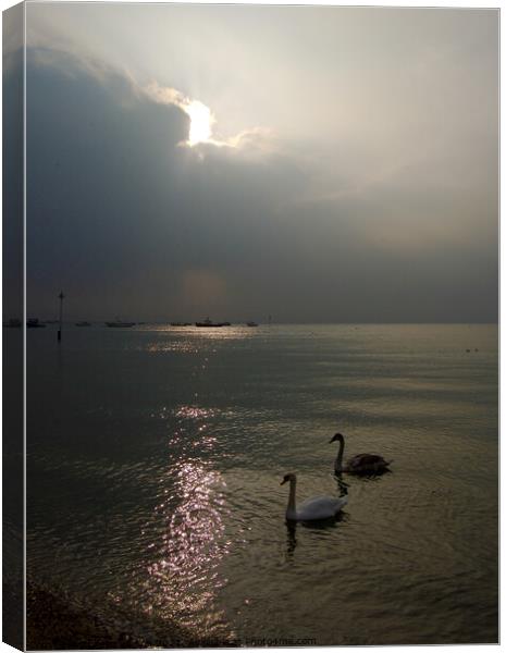 Mute Swan parent and cygnet in the sea at Southend on Sea, Essex. Canvas Print by Peter Bolton