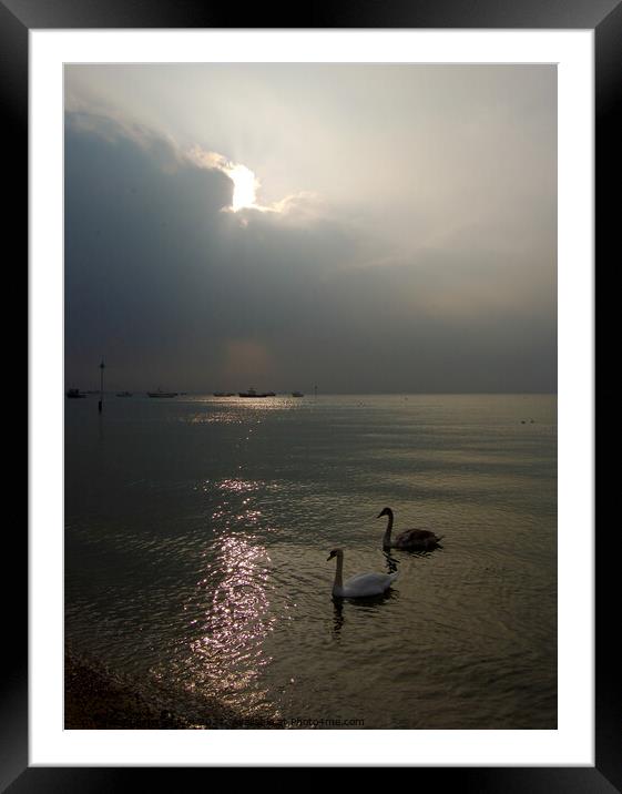 Mute Swan parent and cygnet in the sea at Southend on Sea, Essex. Framed Mounted Print by Peter Bolton