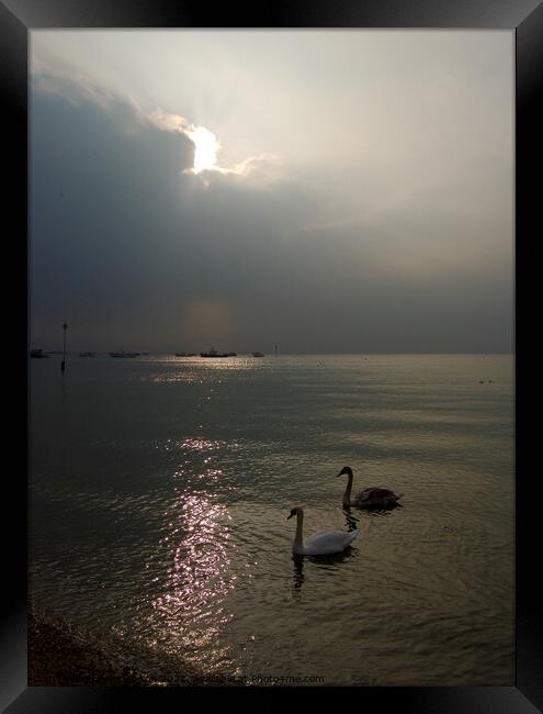 Mute Swan parent and cygnet in the sea at Southend on Sea, Essex. Framed Print by Peter Bolton